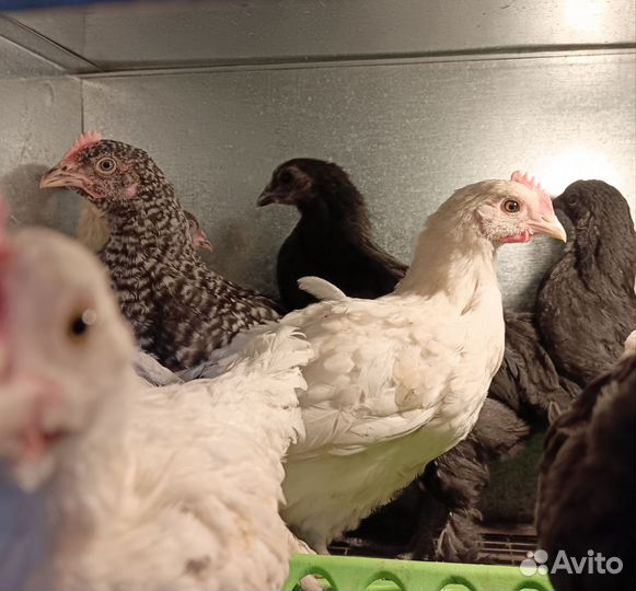 Отдам петушков 1,5 месяца
