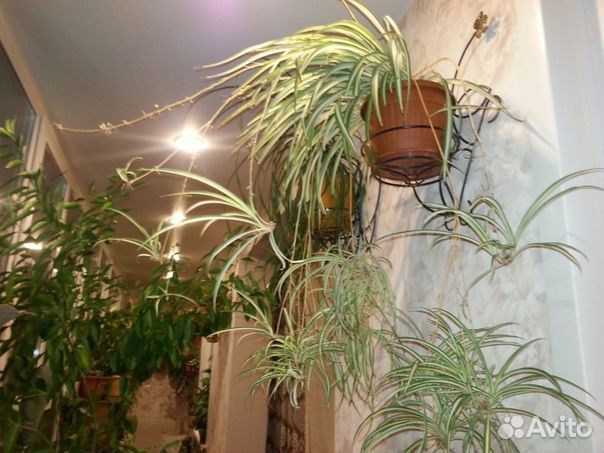 Хлорофитум - влаголюбивый комнатный цветок