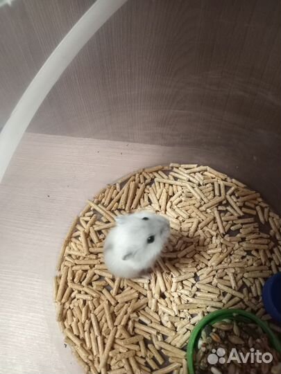 Джунгарский хомяк