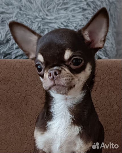 Девочка чихуа мини