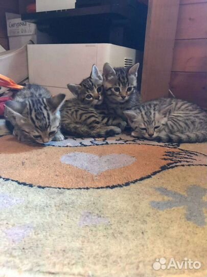 Бенгальские котята