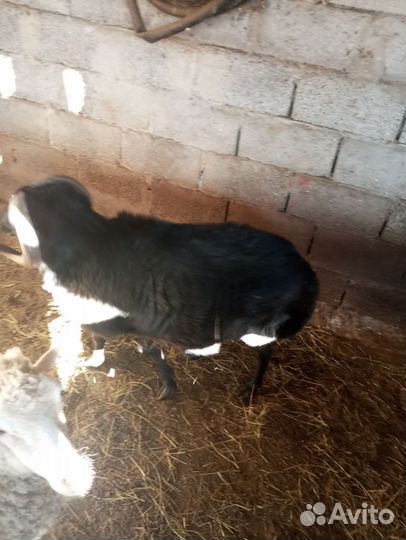 Баран карачаевской породы