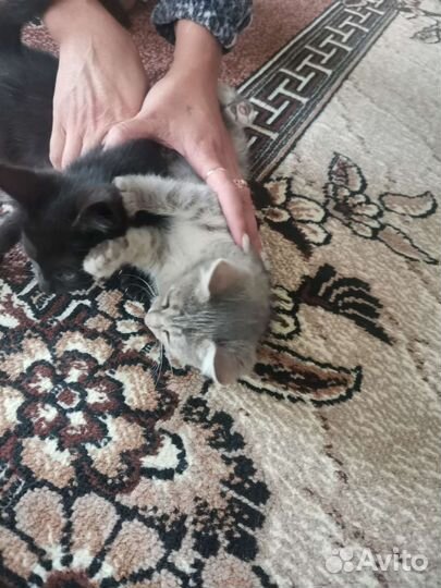 Котята в дар бесплатно