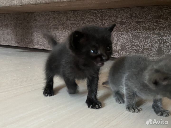 Кошки в добрые руки бесплатно