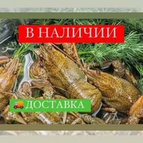 Раки живые Алтайские