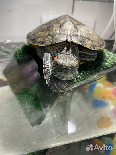 Красноухая черепаха