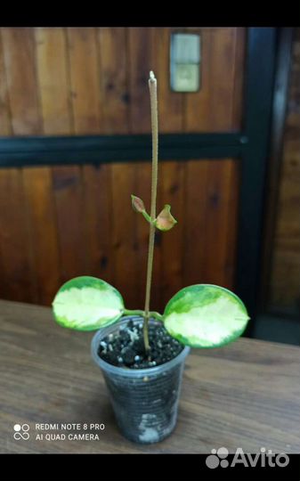 Хойя аустралис Лиза