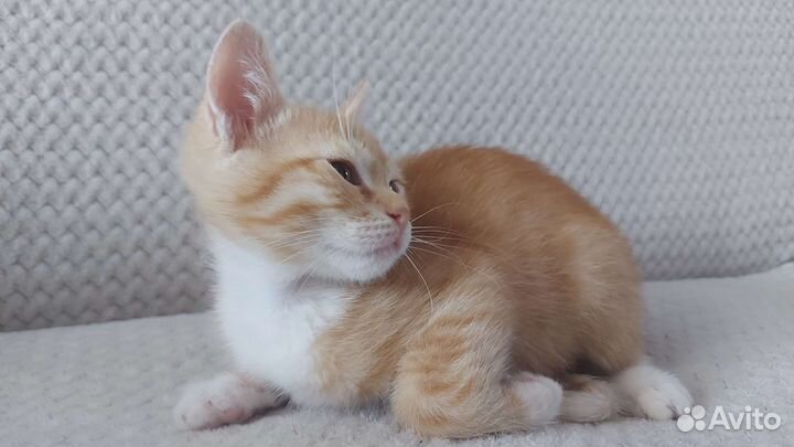 Котенок в добрые руки