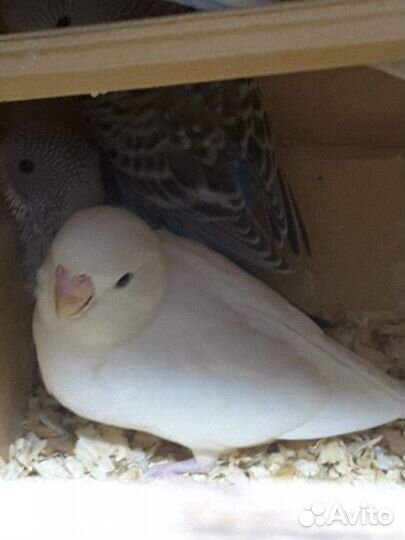 Волнистые попугаи