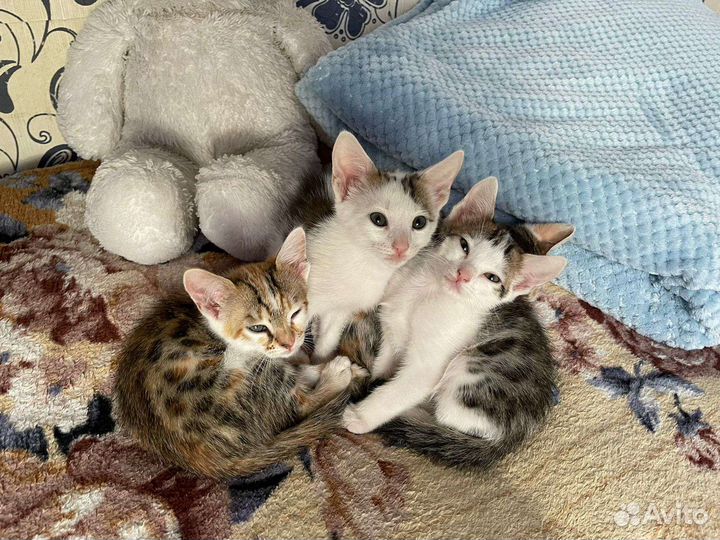 Бенгальская