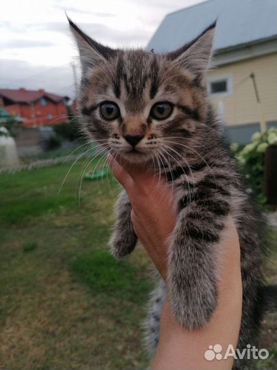 Котята