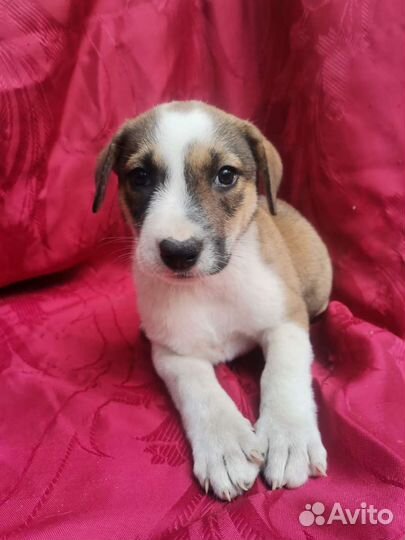 Очаровательный щенок Девочка