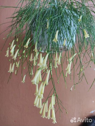 Карисса вариегатная -соландра-и др