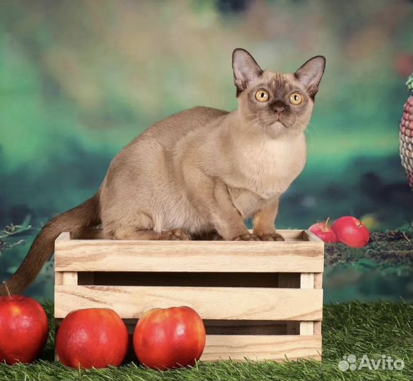 Бурманские котята