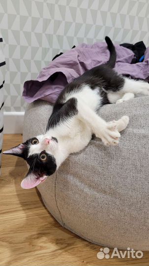 Котенок в добрые руки