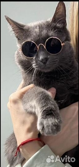 Очки для животных