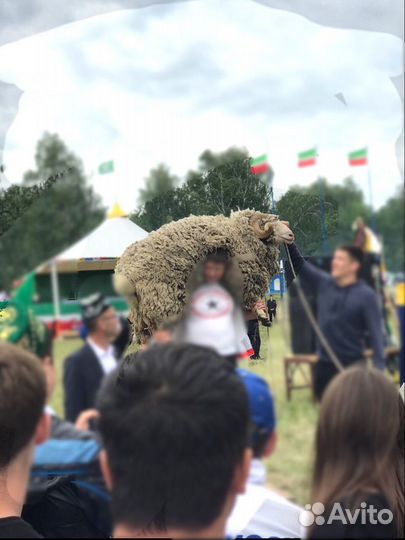 Советский меринос баранчики,ярки