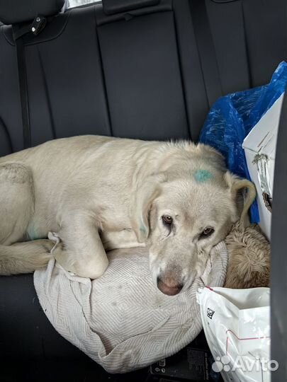 Метис Лабрадора ищет дом