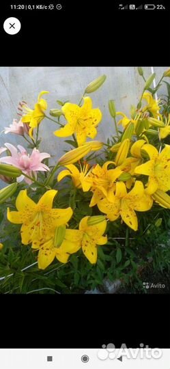 Лилии луковицы,жёлтые