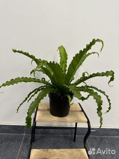 Папоротник асплениум