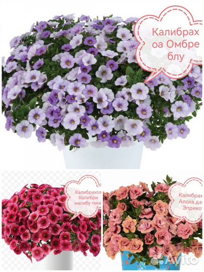 Петуния бакопа калибрахоа колеус