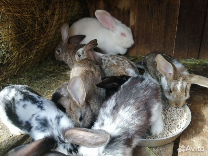 Распродают кроликов в