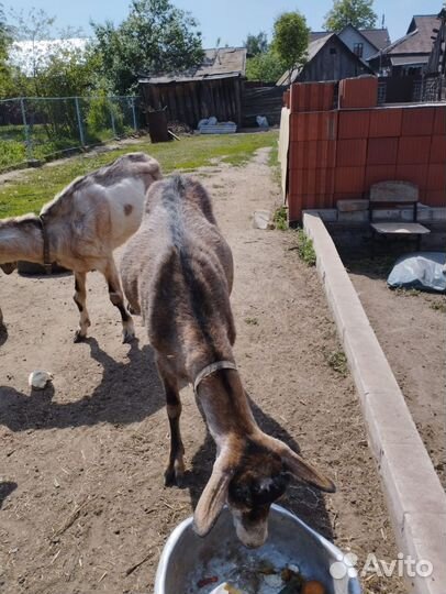 Козы нубийские, альпийские