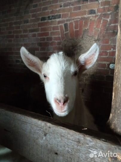 Высокоудойные козы