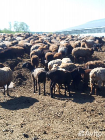 Барашки курдючные