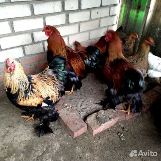 Куры. Порода брама. Петух