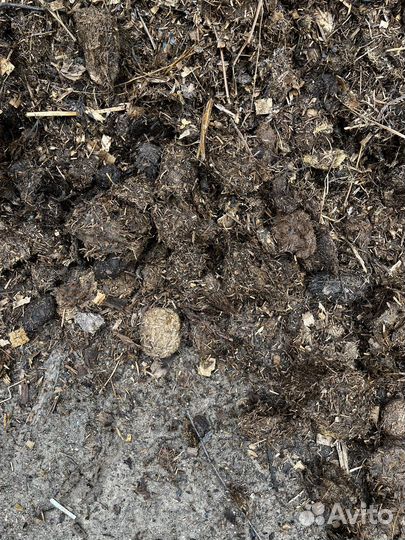 Конский навоз