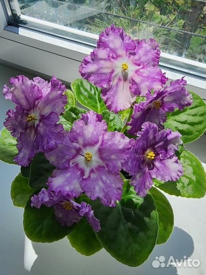 Фиалки цветущие