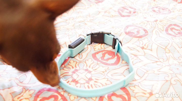 Светящийся ошейник для собак