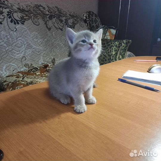 Продам котенка