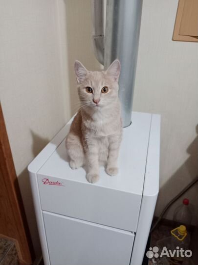 Кошечка 6 месяцев