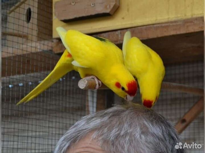 Новозеландские какарики, птенцы