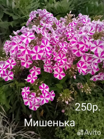 Флоксы многолетние