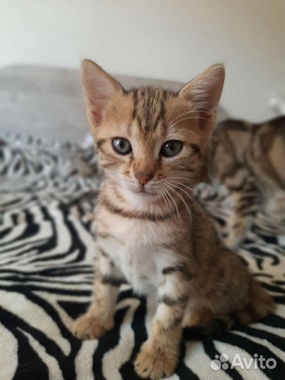 Бенгальские котята