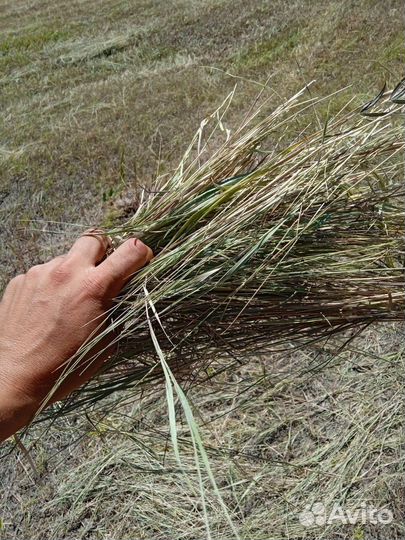 Сено покос 2023