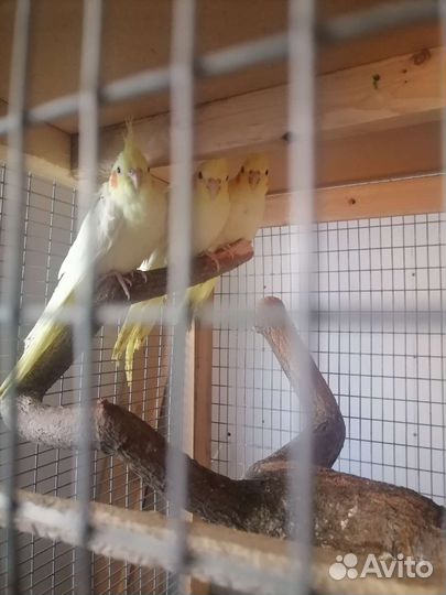 Попугай корелла