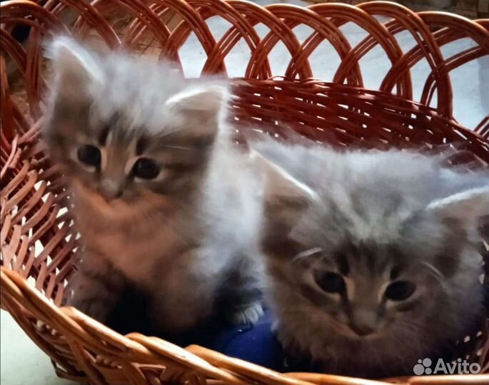 Кошки в добрые руки