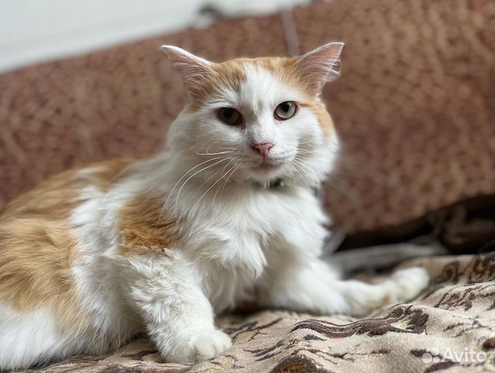 Молодой котик