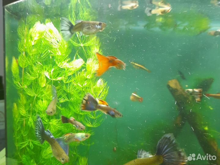 Гуппи, роголистник