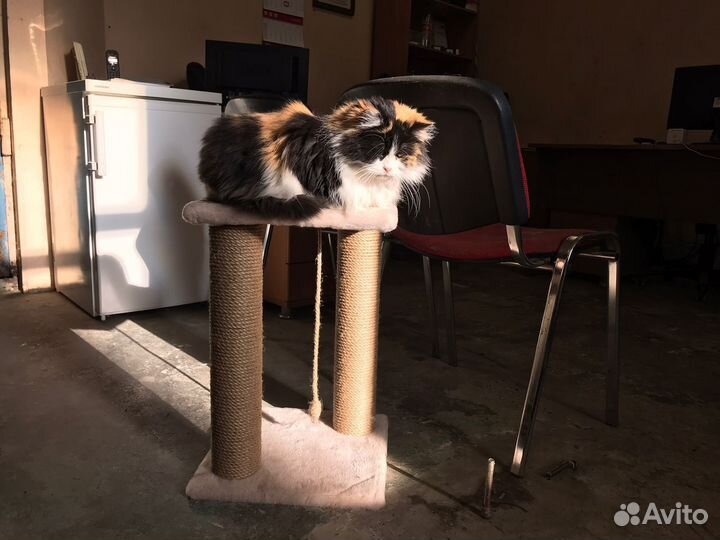 Когтеточка