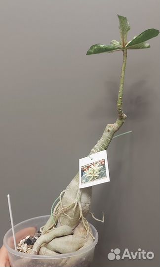 Адениум вариегатный