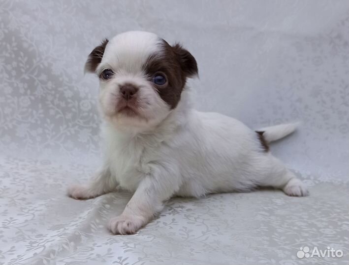 Чихуахуа щенки