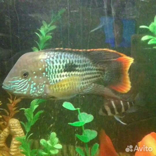 Акара бирюзовая самец взрослый