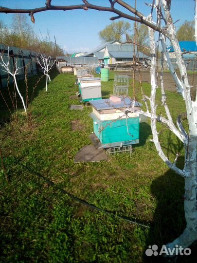 Продам пасеку