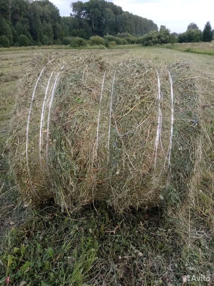 Сено в рулонах