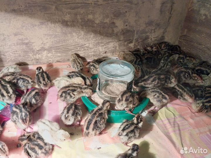 Суточные перепелята